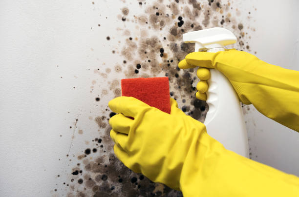Best Attic Mold Removal  in , TN
