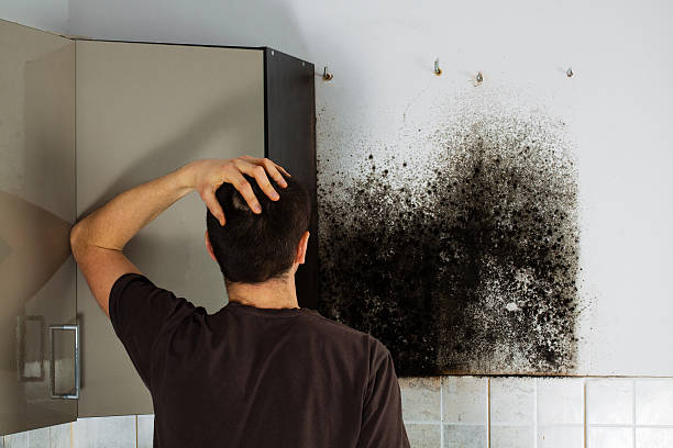 Best Certified Mold Removal  in , TN